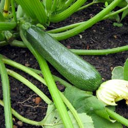 Profusion F1 Courgette